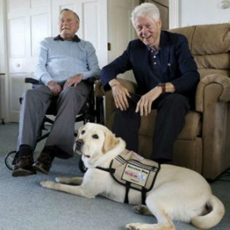Tidligere præsident Bush byderny servicehund velkommen til Kennebunkport Compound